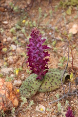 Lachenalia carnosa
