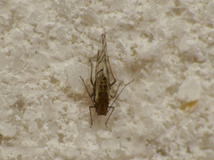 Therioaphis