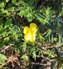 Cistus calycinus
