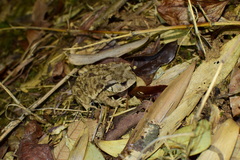 Bufo gargarizans