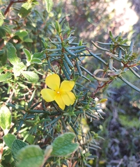Cistus calycinus