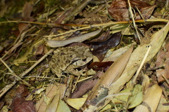 Bufo gargarizans