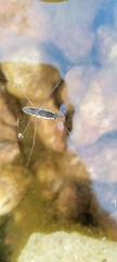 Limnogonoides