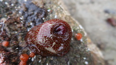 Actinia fragacea
