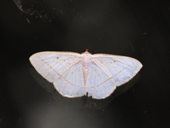 Lomographa luciferata