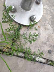 Lepidium didymum