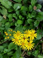 Asteraceae