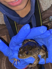 Lithobates montezumae