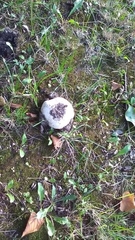 Agaricus campestris