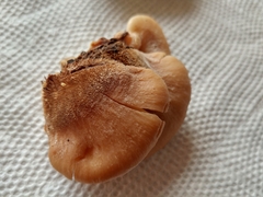 Lentinellus pulvinulus