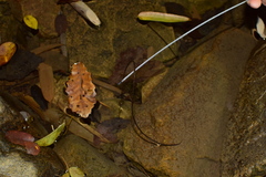 Chordodes