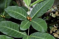 Rauvolfia tetraphylla