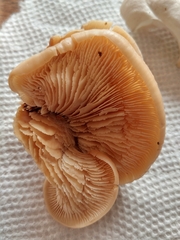 Lentinellus pulvinulus