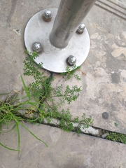 Lepidium didymum