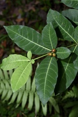 Rauvolfia tetraphylla