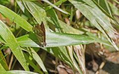 Archaeoprepona chromus