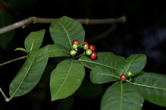 Rauvolfia tetraphylla