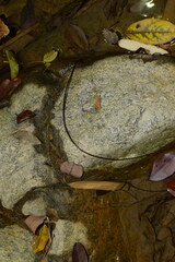 Chordodes