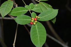 Rauvolfia tetraphylla
