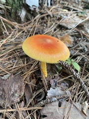 Amanita