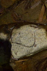 Chordodes