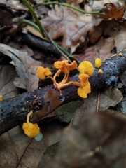 Favolaschia claudopus