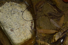 Chordodes
