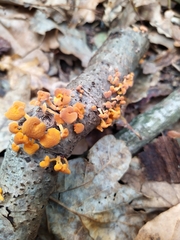 Favolaschia claudopus