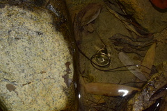 Chordodes