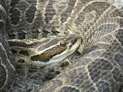 Bothrops alternatus