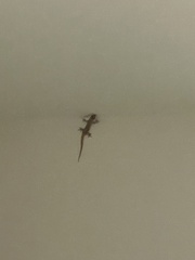 Hemidactylus mabouia