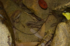 Chordodes