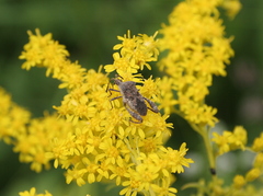 Merocoris distinctus