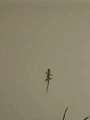 Hemidactylus mabouia