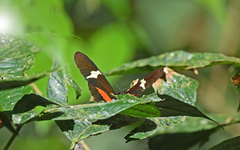 Heliconius clysonymus