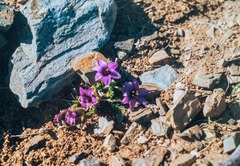 Pulsatilla bungeana