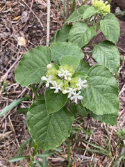 Clerodendrum canescens