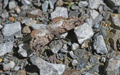 Erynnini