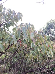 Triadica cochinchinensis