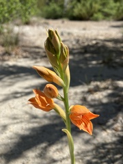 Chloraea nudilabia