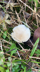 Clitocybe fragrans