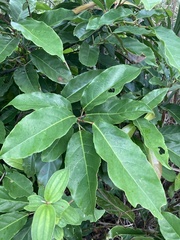 Elaeocarpus serratus