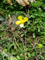 Ranunculus