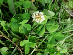 Trifolium repens