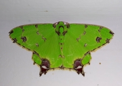 Agathia lycaenaria