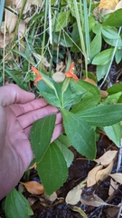 Erythranthe verbenacea