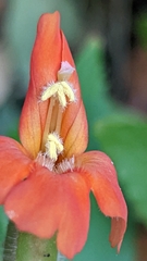 Erythranthe verbenacea