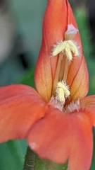 Erythranthe verbenacea