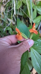 Erythranthe verbenacea