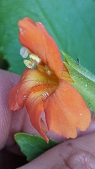 Erythranthe verbenacea